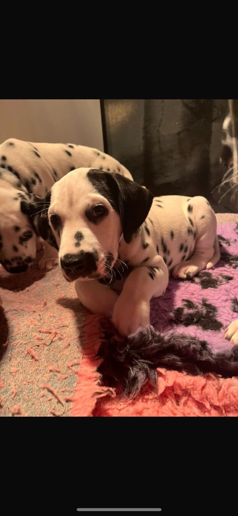 Stunning Dalmatian puppies KC reg show winners 