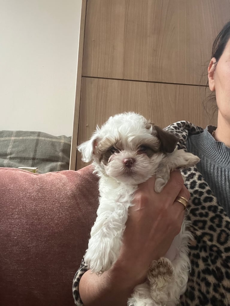 Maltese