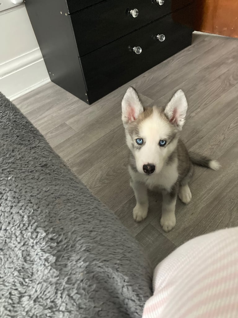 image for 8 week old husky female 