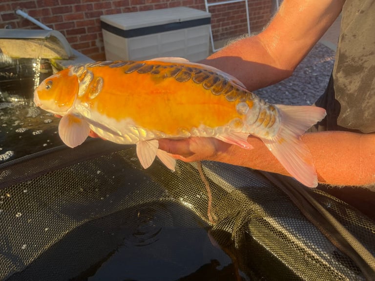 ALLNOW SOLD AND COLLECTED      6 x Large Koi Carp