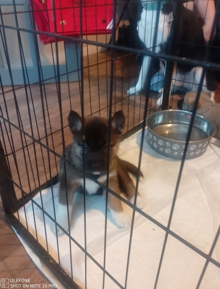 image for akita/husky puppies