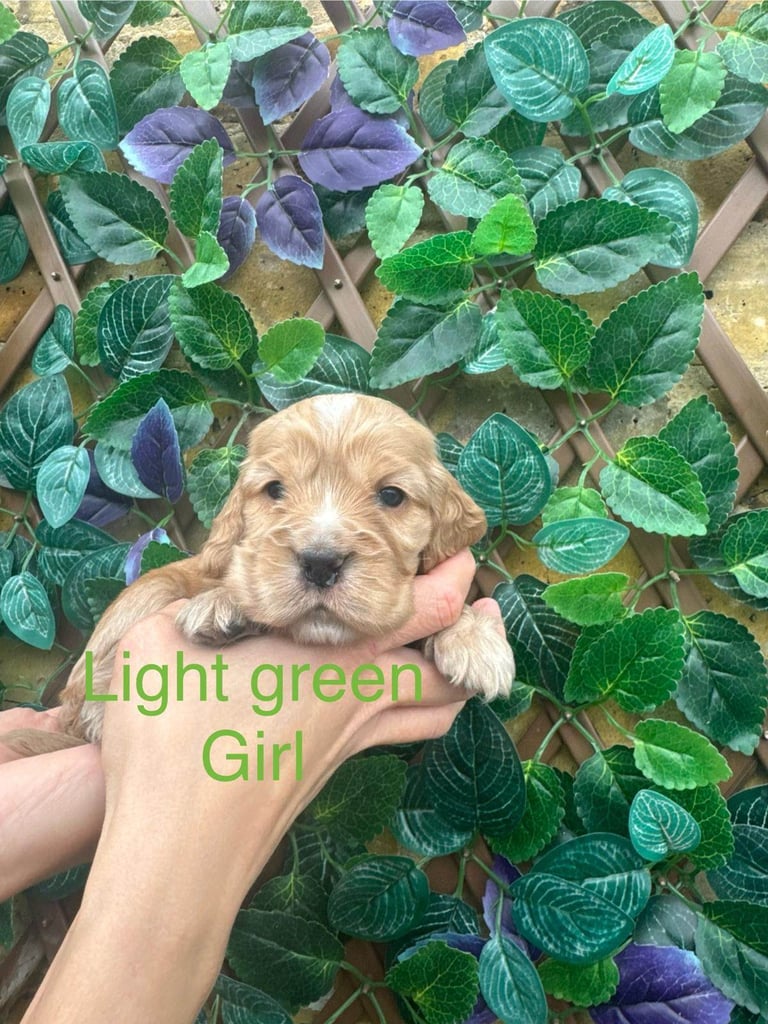 Superb show type cocker spaniel puppies 