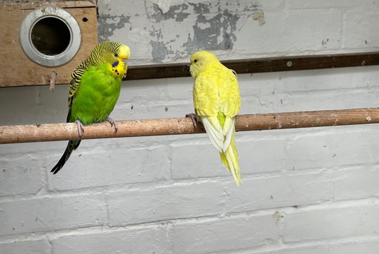 image for Budgies and zebra finch
