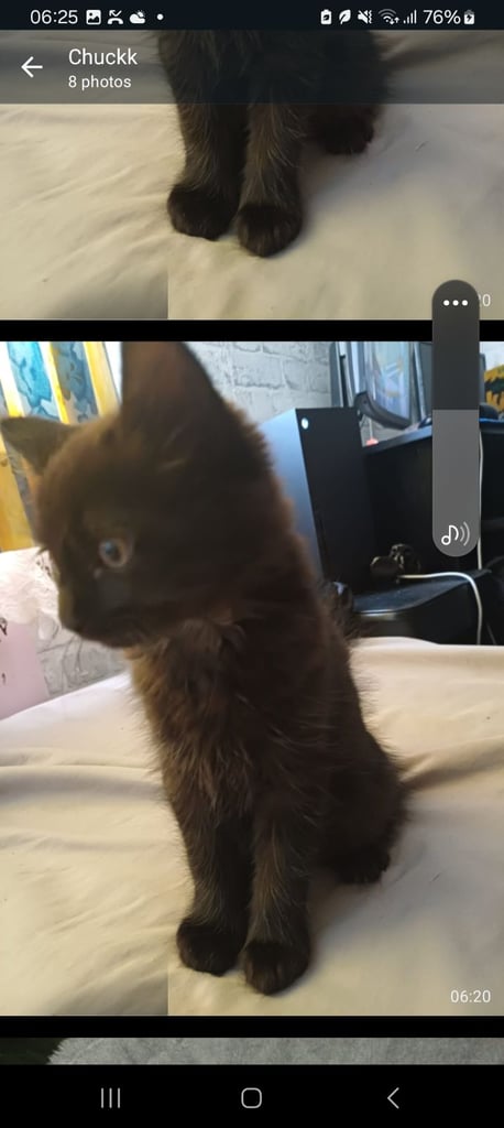 Kittens