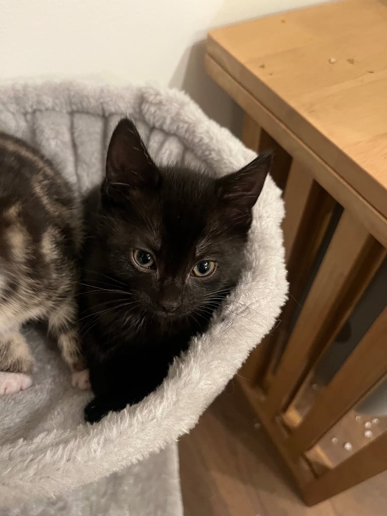 3 Beautiful Male Kittens 