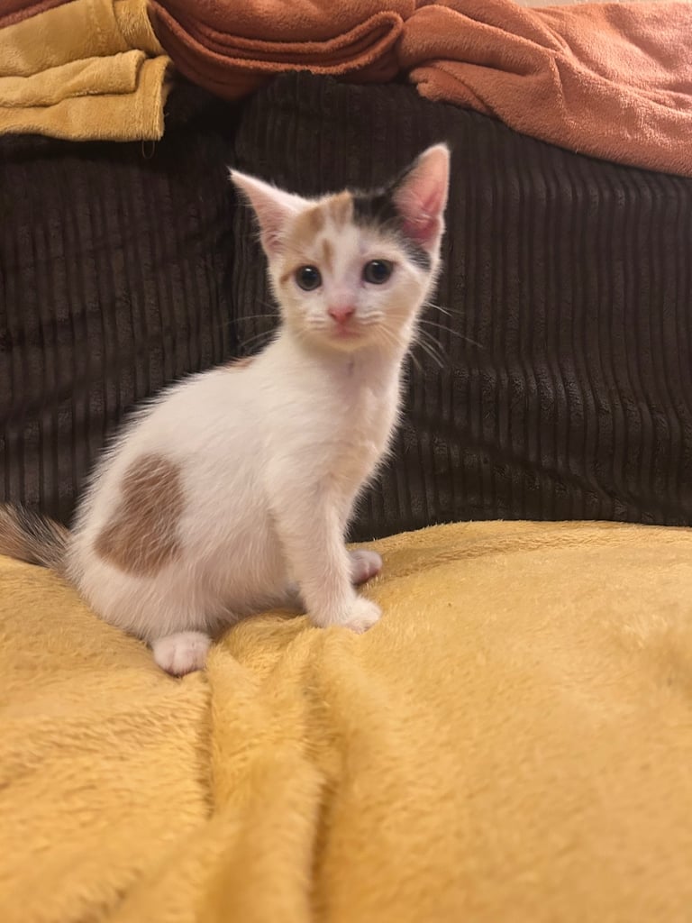 5 gorgeous lovely kittens