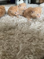 4 beautiful kittens for sale 