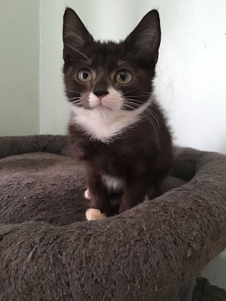 Kittens Ready Now
