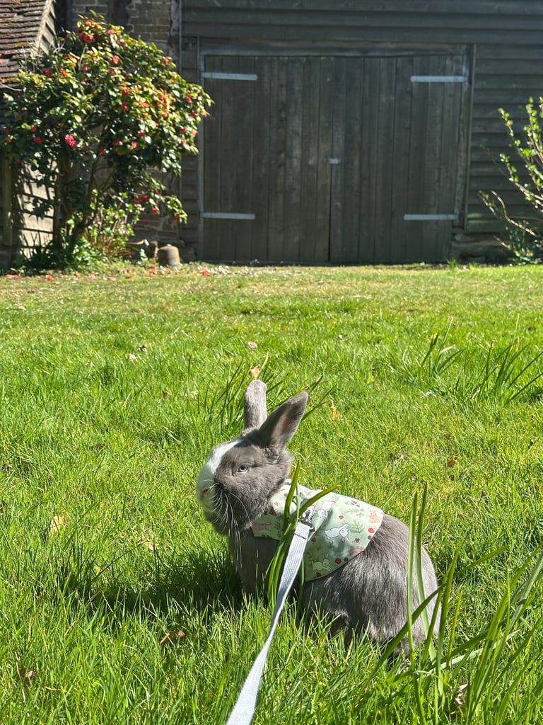 1year and 4 month old bunny 