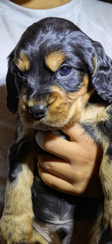 image for Cocker spaniel pups for sale