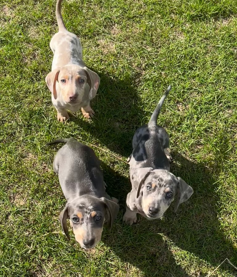 image for Dachshund puppies 