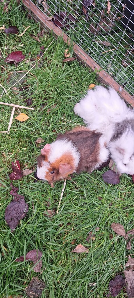 Bonded boar baby Guinea pigs 
