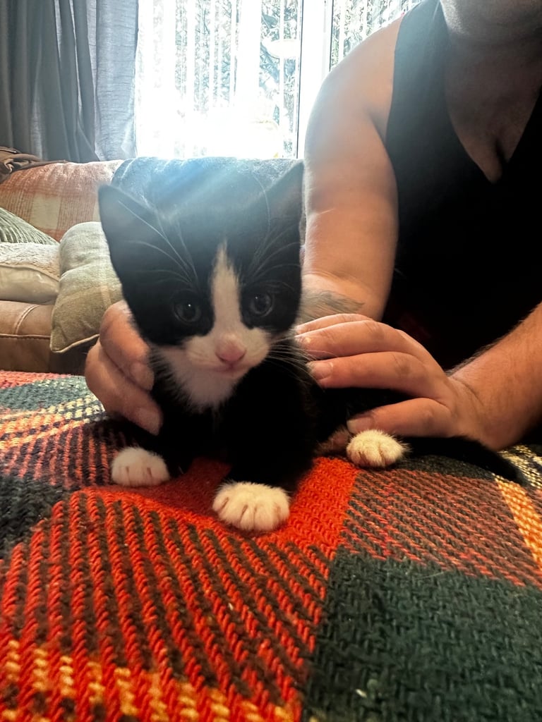 Tuxedo Kittens 🐈‍⬛ 