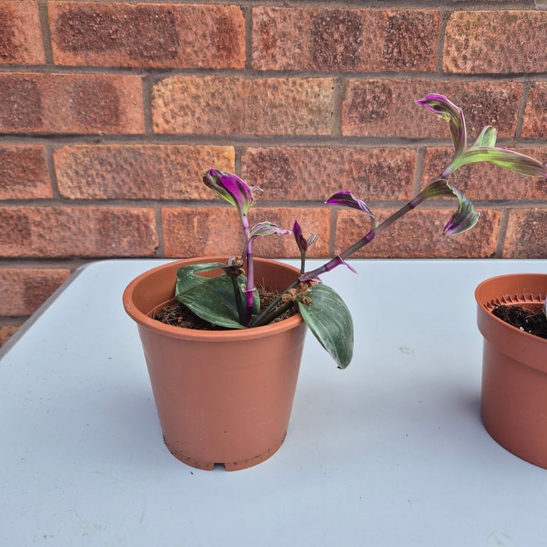3 tradescantia nanouk baby plants 