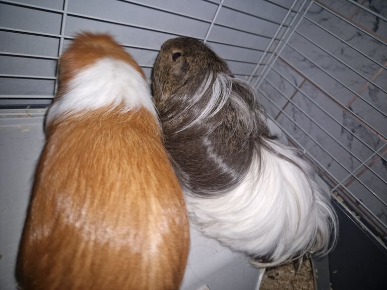 2 male guinnea pigs