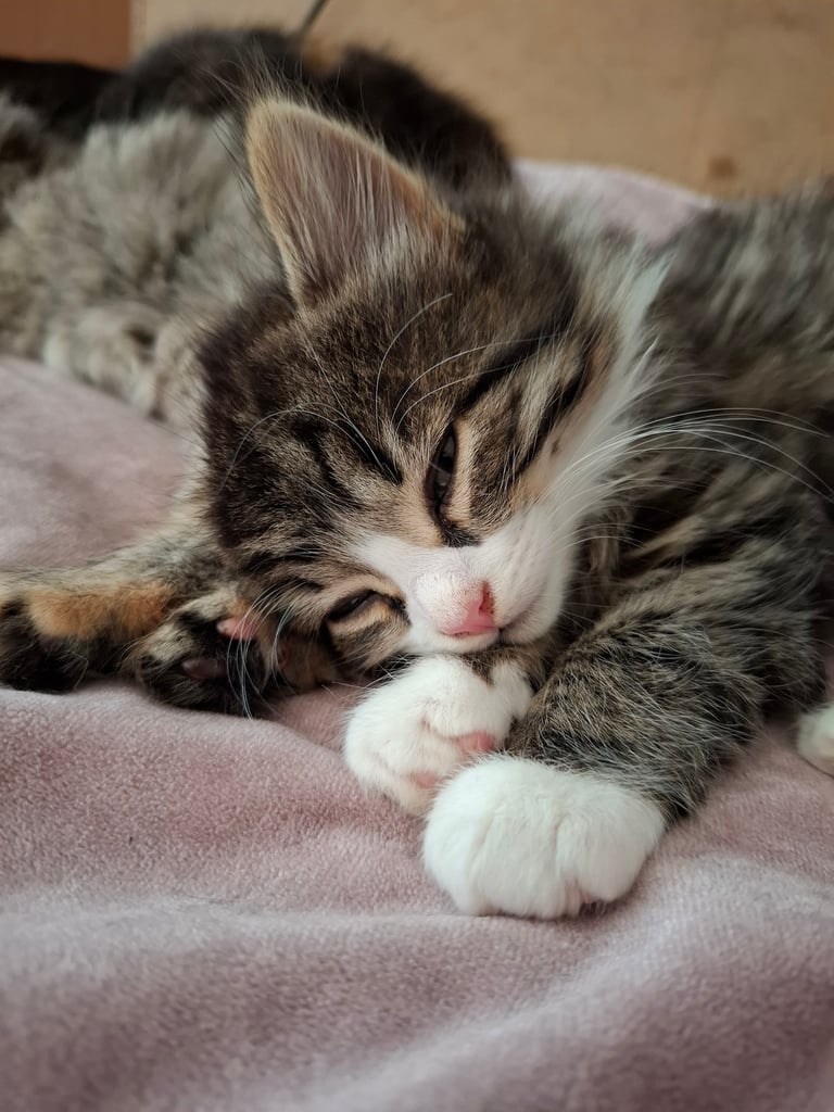 4 very fluffy kittens 8 weeks and Salem 4 months