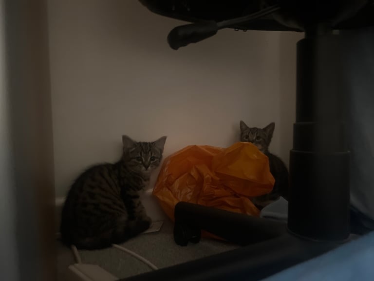 Tabby kittens 