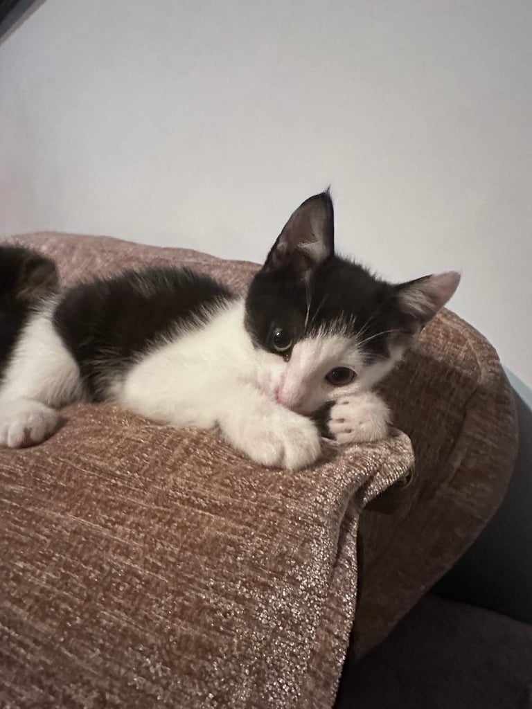 🐾 Adorable 3 male Kittens Ready for Their Forever Homes! 🐾
