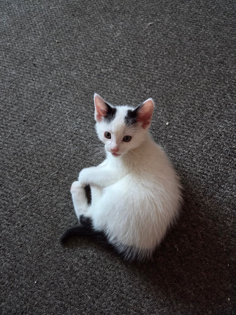 4 beautiful kittens ready for there new home