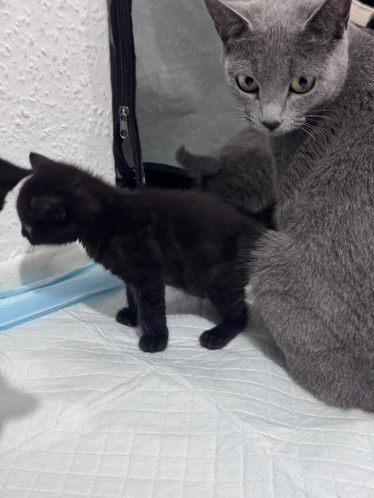 Russian blue kittens 