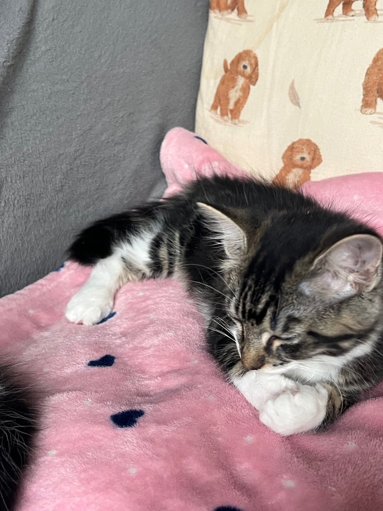 Maine coon cross kittens