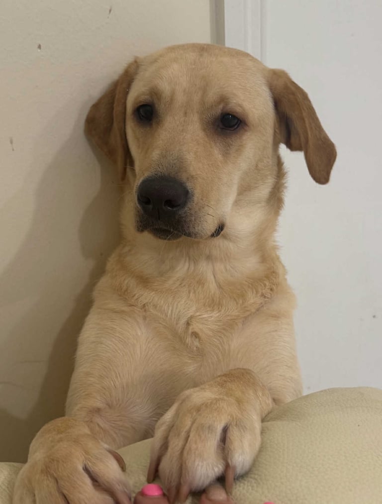 Labrador puppy for sale