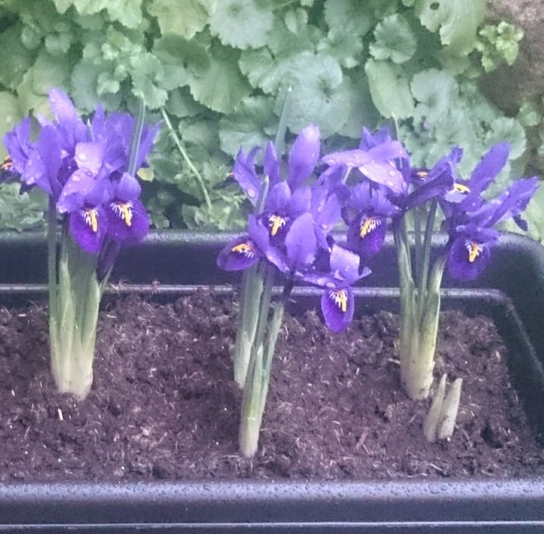 image for Dwarf Iris (reticulata) bulbs: over 15 per trough