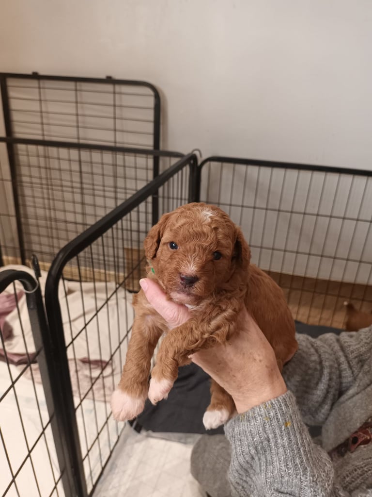 Poochon puppies 