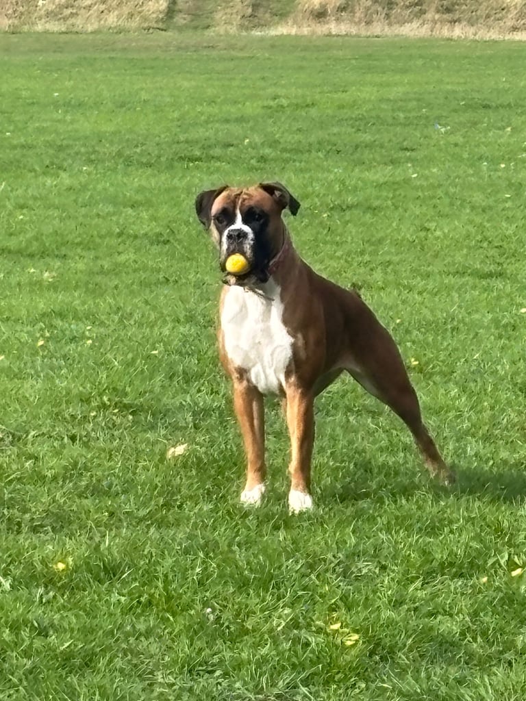 Female Bob Tail Boxer For Sale