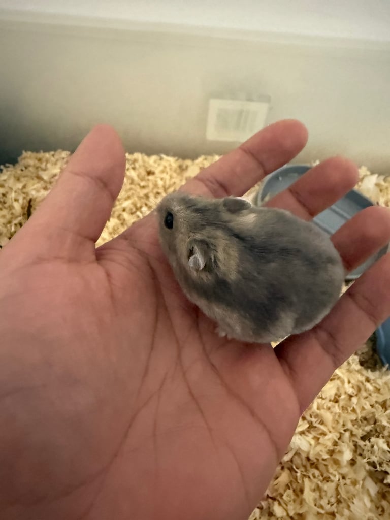 Russian dwarf hamster 