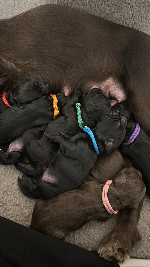 image for Cockapoo Puppies Looking For Their Forever Homes💕