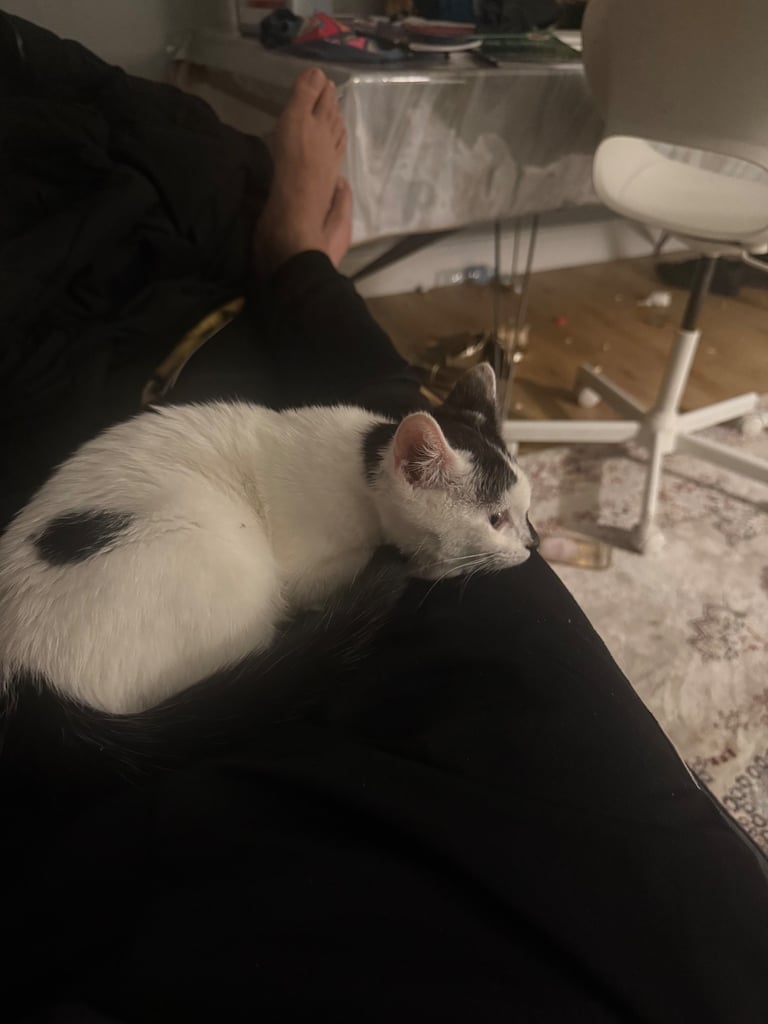A beautiful, lovely and friendly kitten nearly 36 weeks old