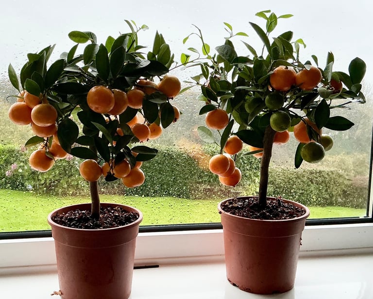 image for 2 calamondin citrus fruit trees, full of fruit. Easy to grow. Only £16 each !!