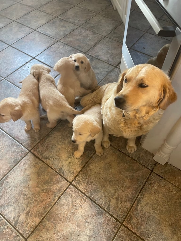 Golden retrievers