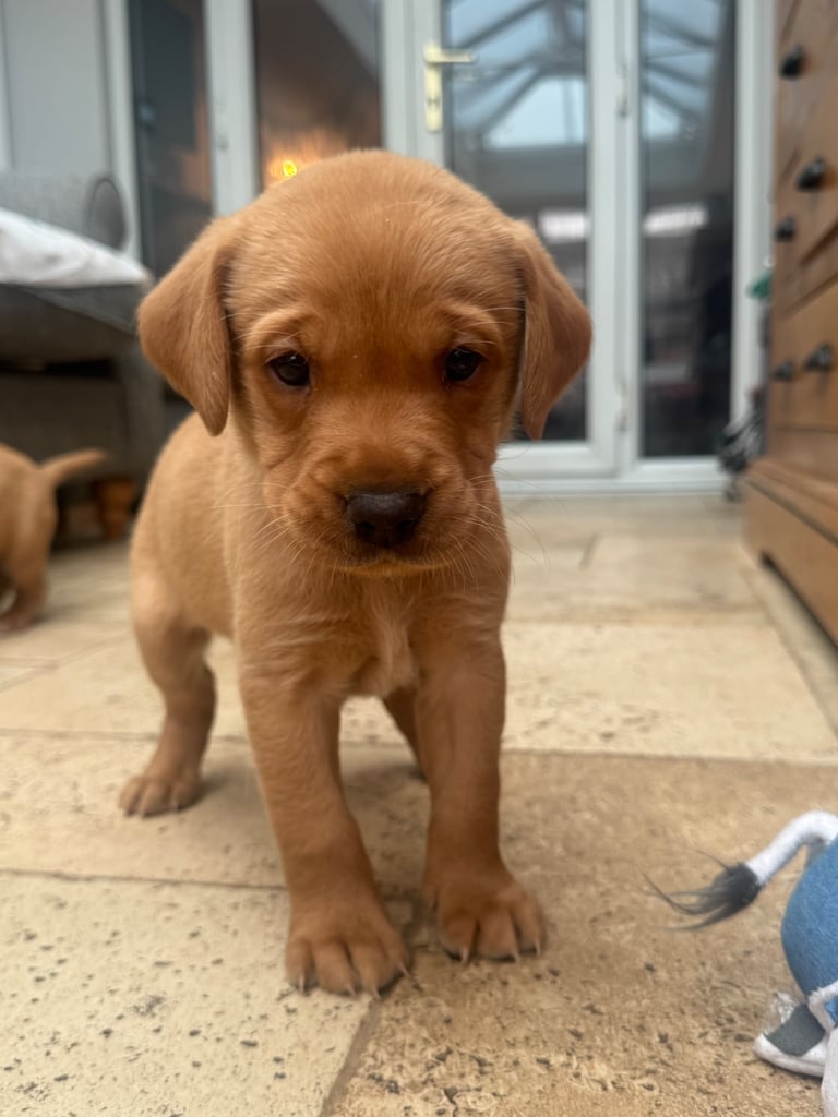 Fox red Labrador puppy’s 