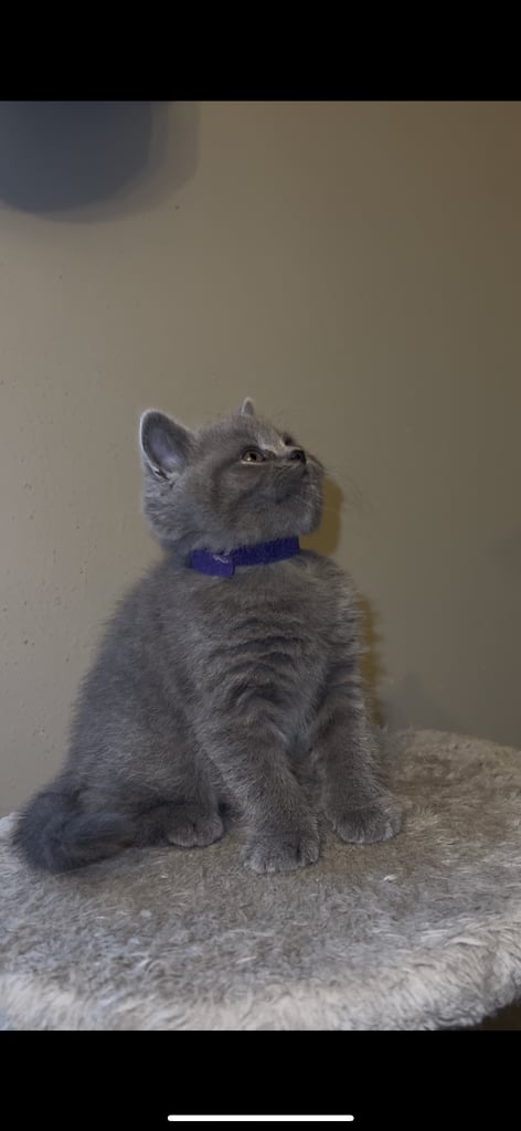 British shorthair kittens🩵