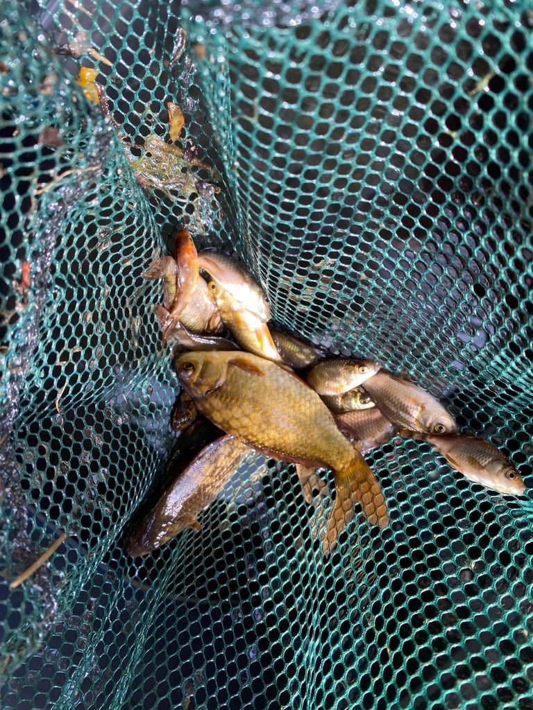image for Brown goldfish lot