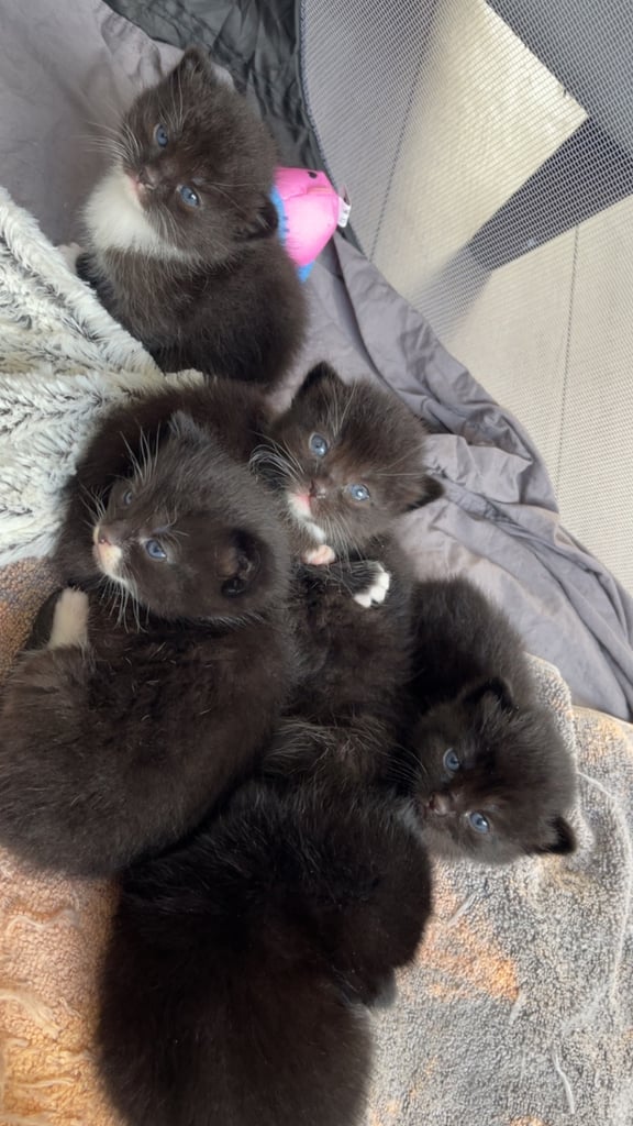 Kittens for sale