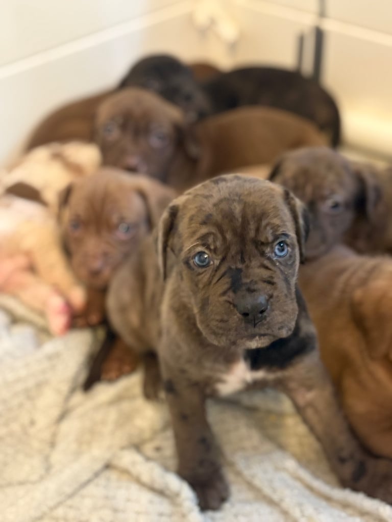 Cane Corso Puppies