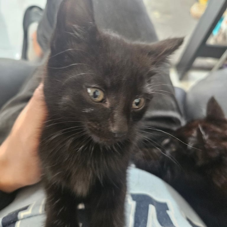 Kittens for sale