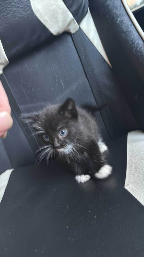 2 male kittens