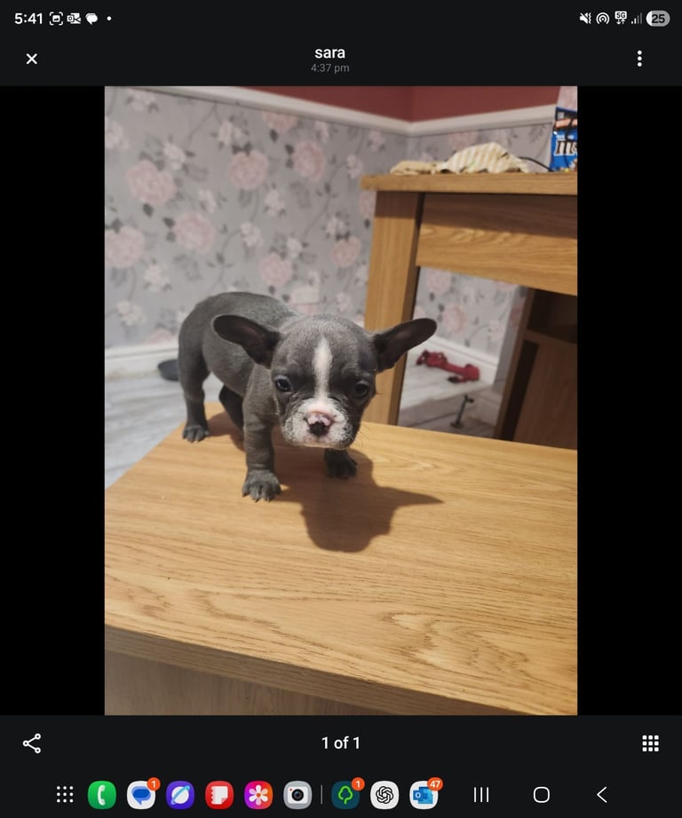 French Bulldog Puppies