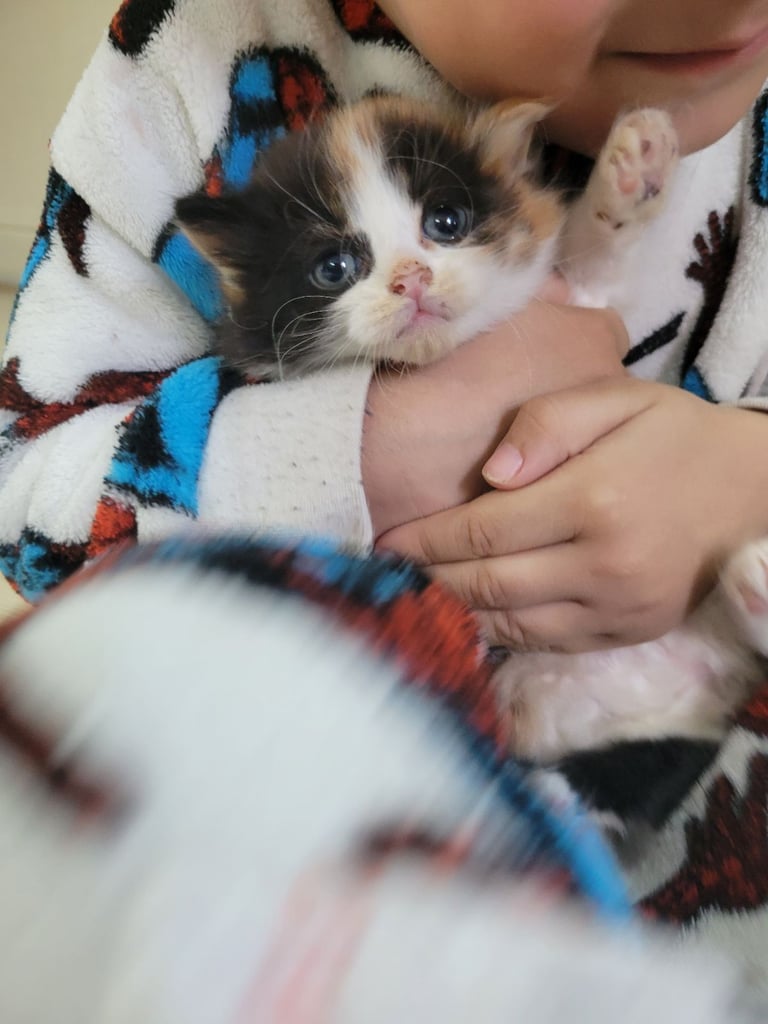 3 baby kittens 4 weeks and mum cat a turkish angora 