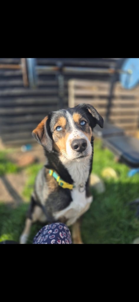 Husky mix puppies - 4 girls left! 