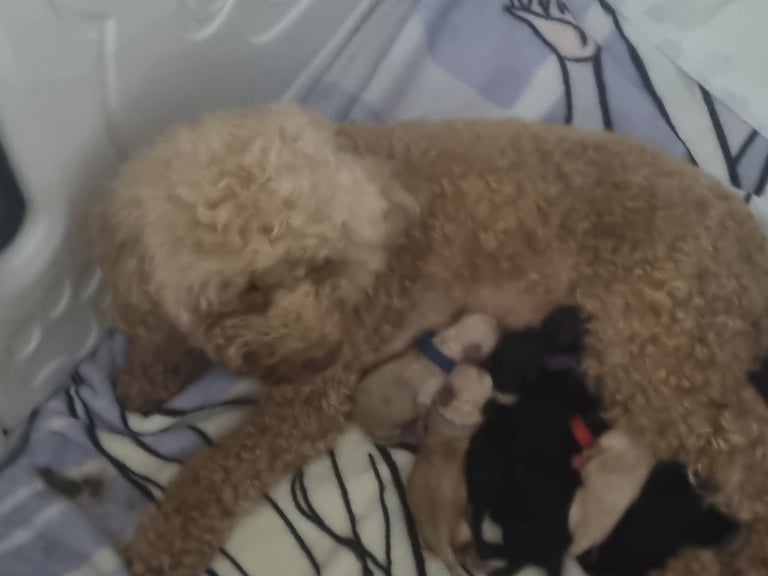 Mini-Toy poodle 