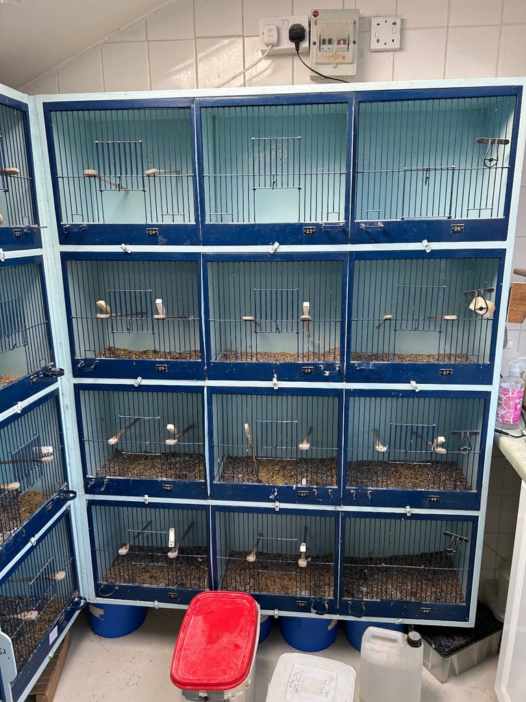 Fife bird cages for sale 