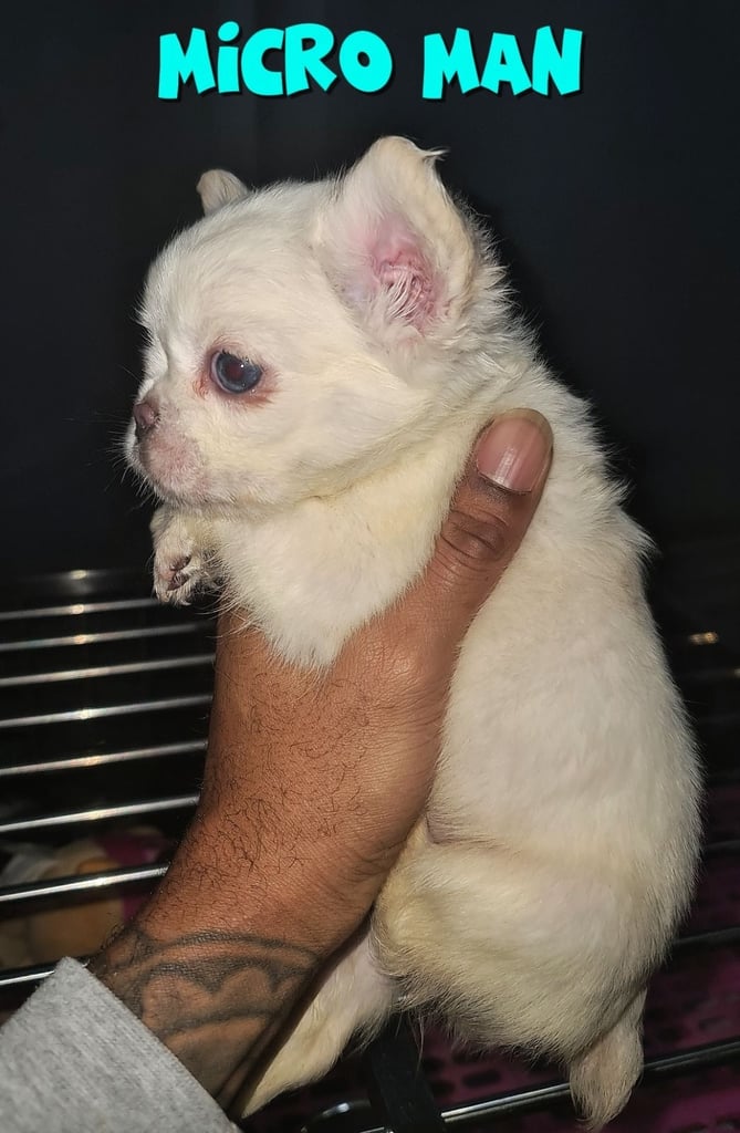  💎 7 Rare Visual Fluffy French Bulldog Puppies – Top Quality, Ready Now! 💎