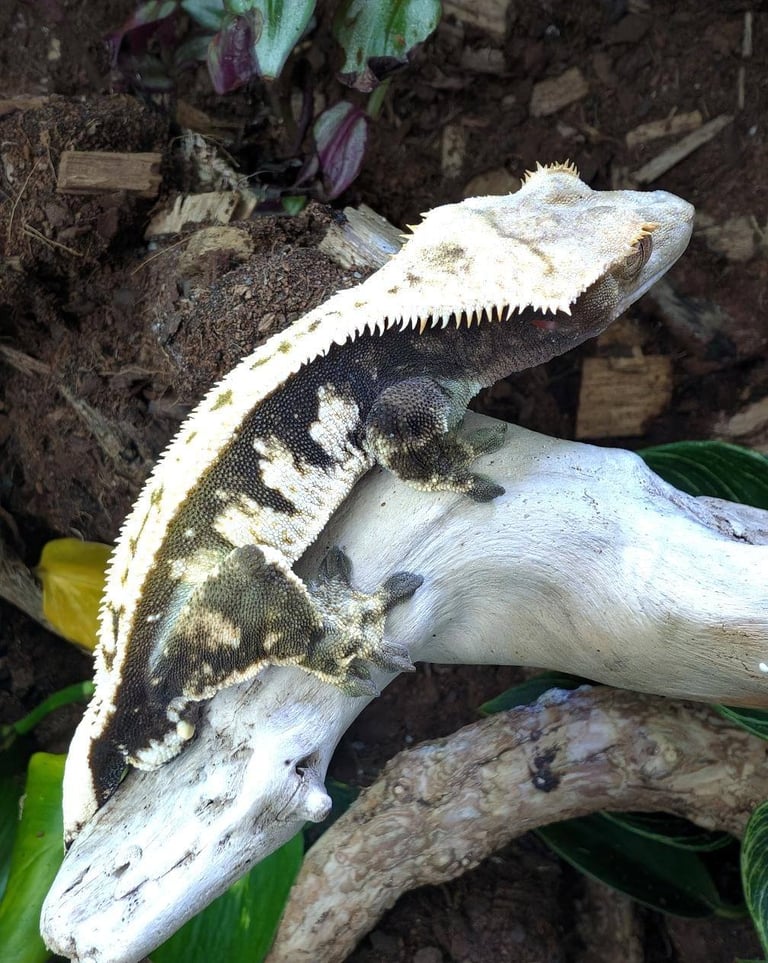 image for Crested Gecko With Setup