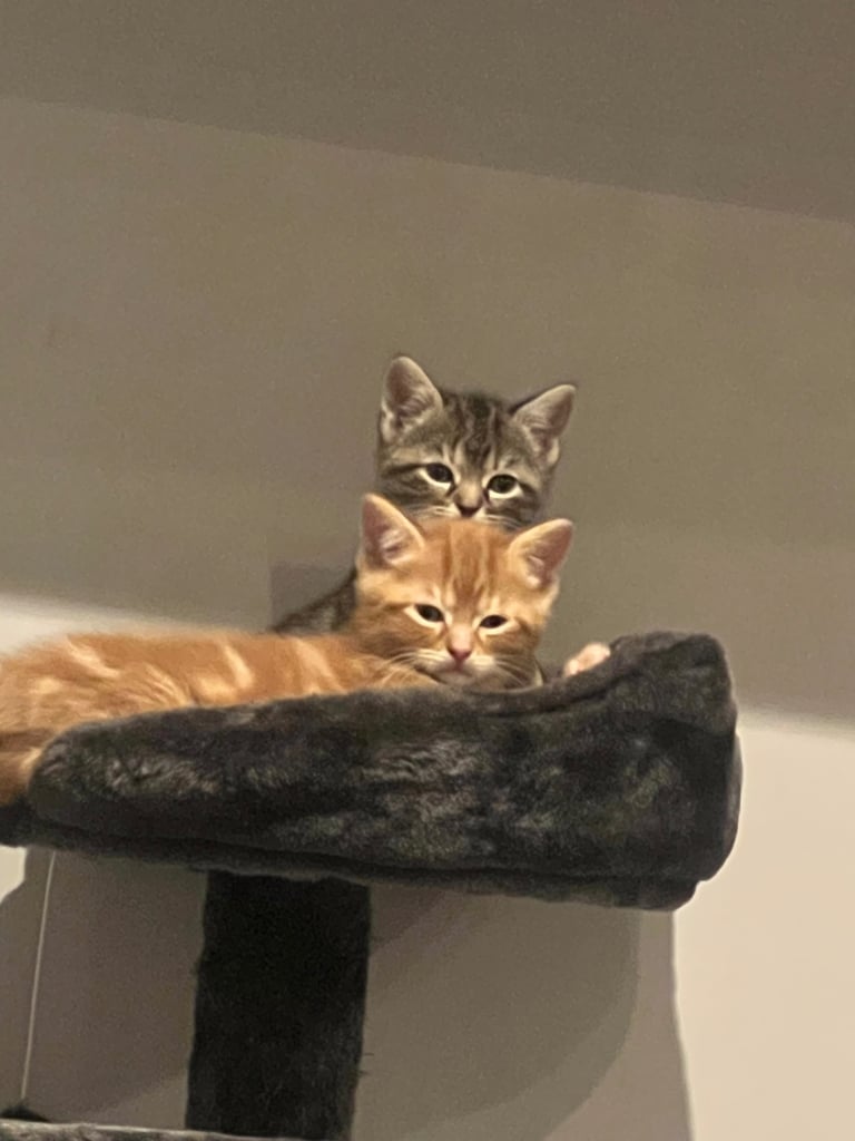 4 Half bengal kittens only two females left