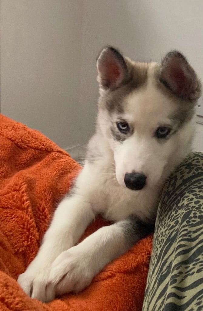 10week old husky female 